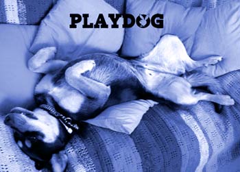 La preciosa Hipo posa en Playdog
